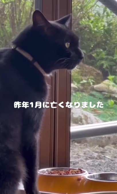 遠くを眺める猫