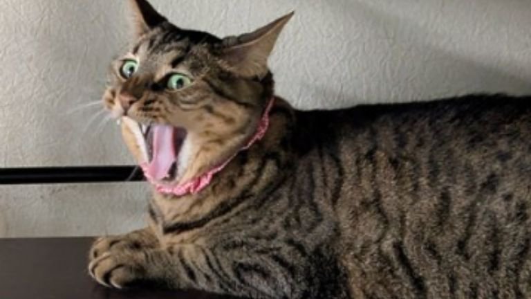 あくびしている猫