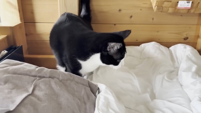 左向きでお布団を見下ろす猫ちゃん