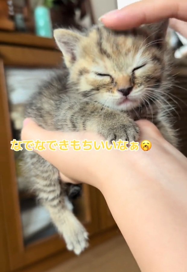 なでなでされるツナちゃん