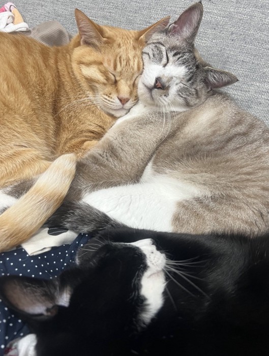 寝ている3匹の猫