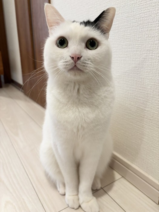 お座りするたけるくん