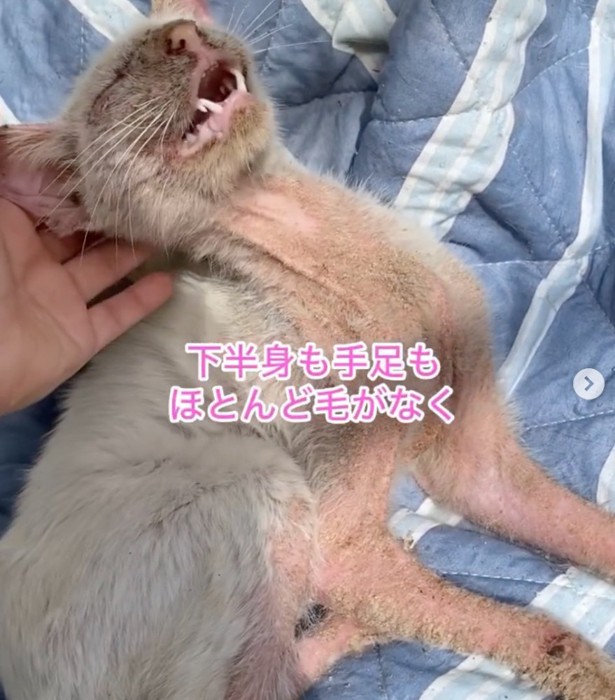 布団の上に横になる子猫