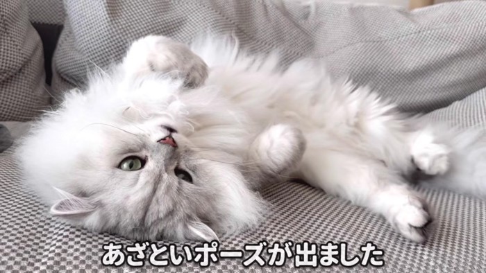 仰向けであざといポーズをするモルンさん