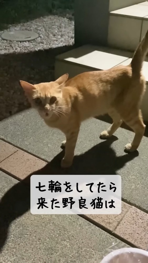 家の前で鳴く子猫