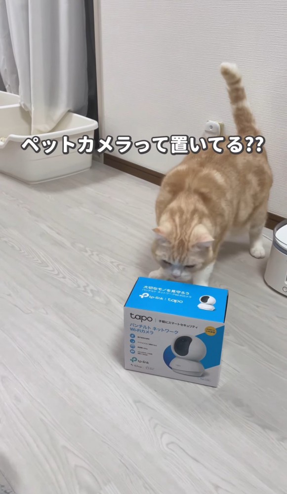 ペットカメラの箱と猫