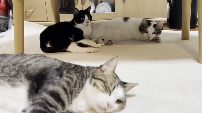 3匹の猫ちゃん