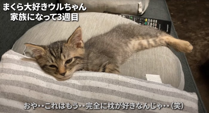 クッションに顎を乗せる子猫