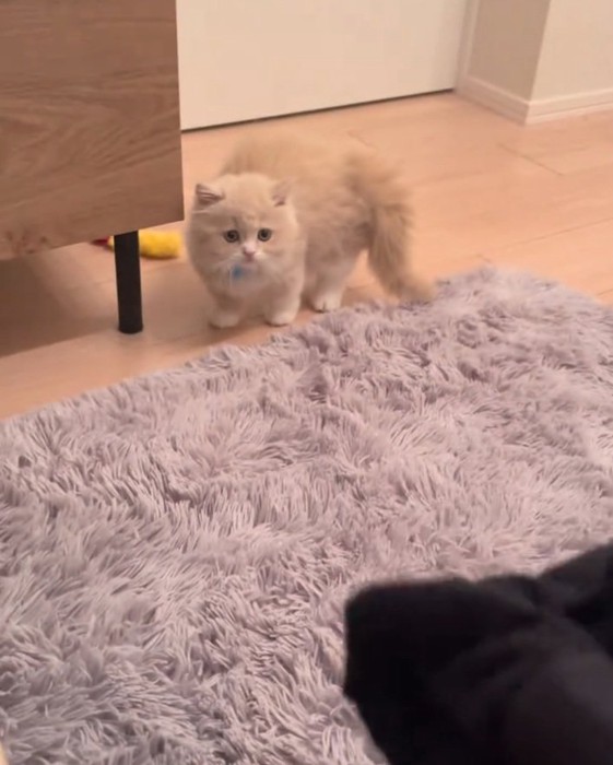 及び腰のもなかくん