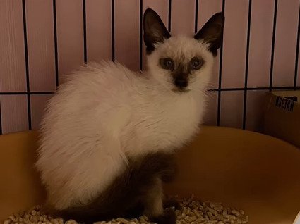 カメラを見る猫