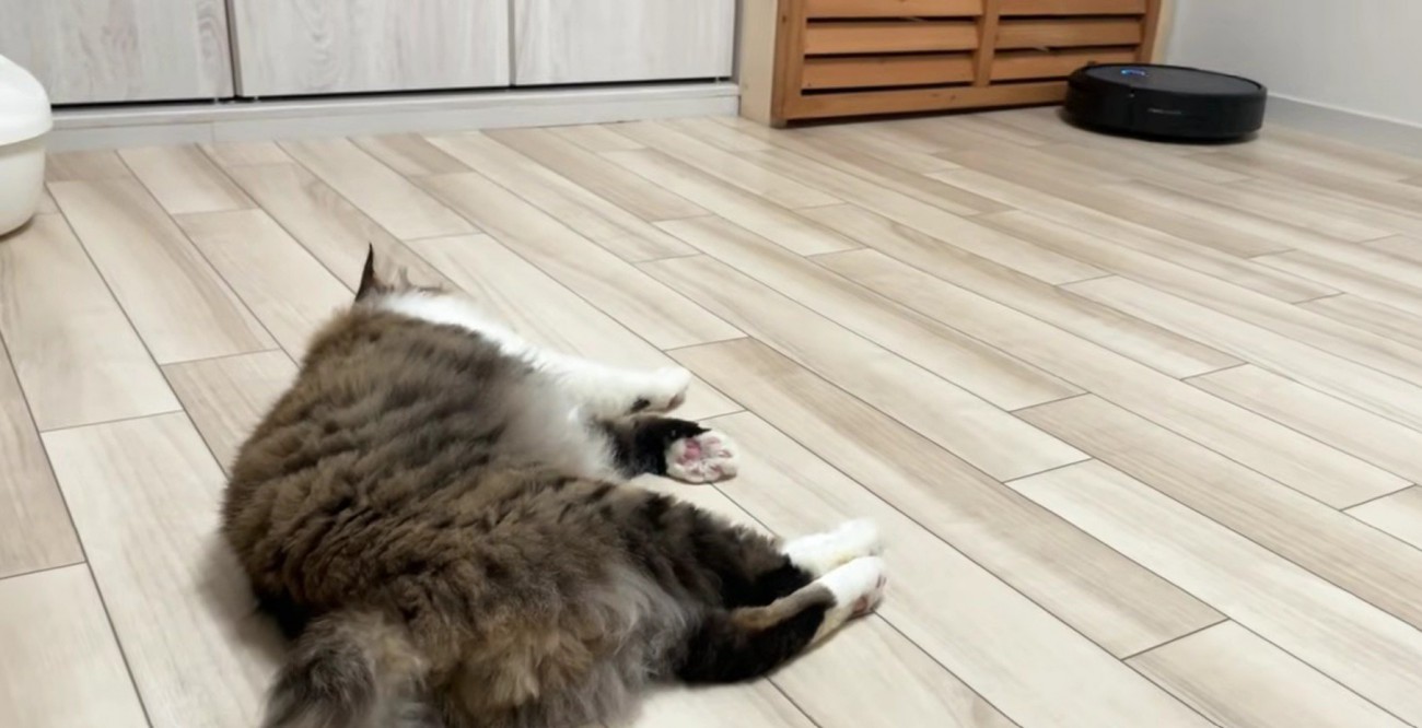 お掃除ロボットの方を見ながらゴロンと横になった長毛猫