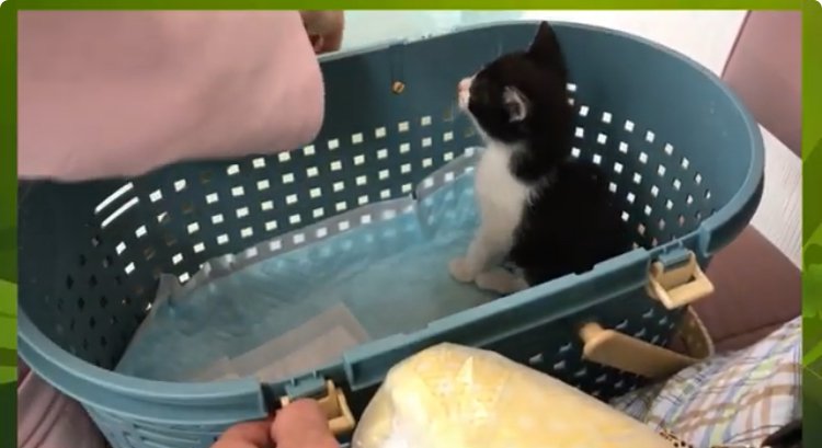 ケージに入る白黒猫