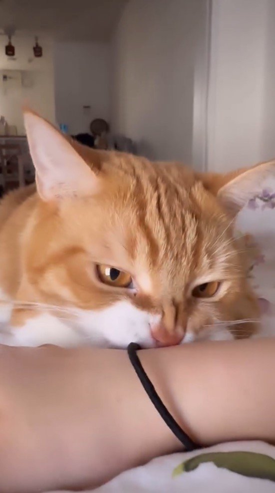 飼い主の腕に付いている髪ゴムを咥える猫