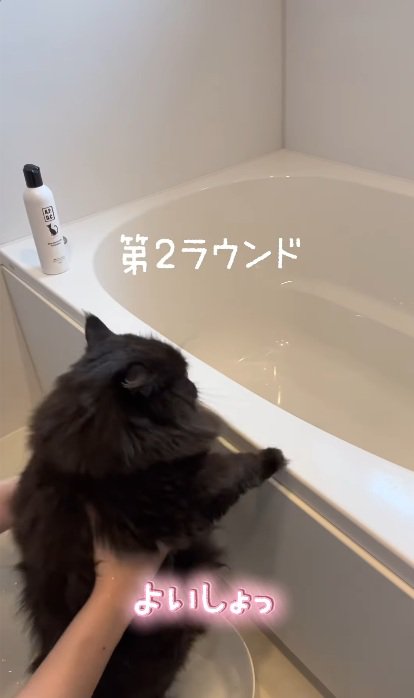 おふろでつかまり立ちをして洗われている黒猫