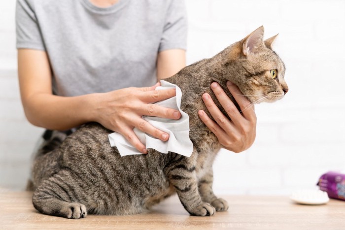 体を拭かれている猫