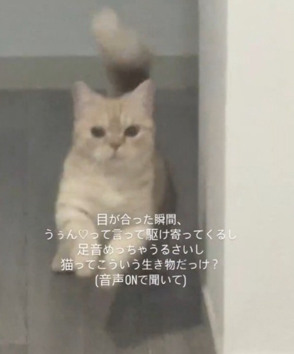 壁の陰から飛び出す猫