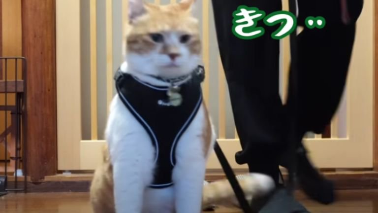 玄関にいる猫