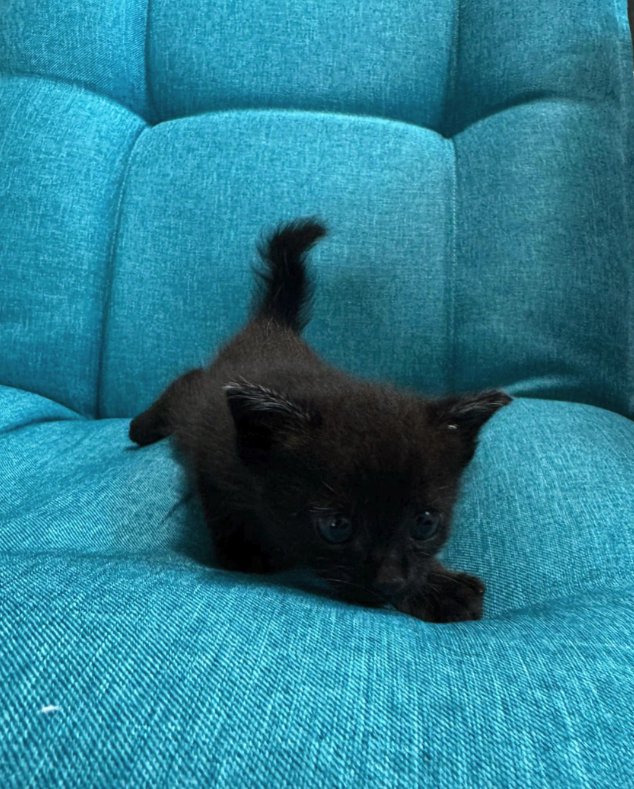 ソファの上で伏せている子猫