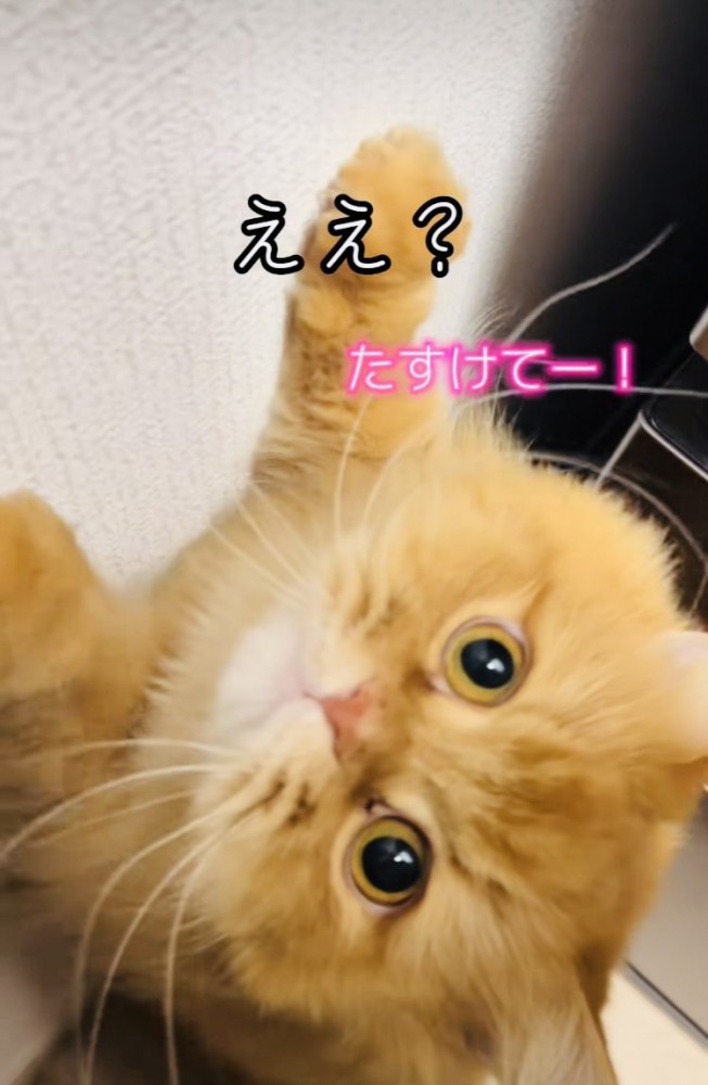 ママに向かって鳴くサイベリアン