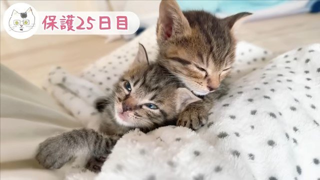 くっついて眠そうな2匹の子猫