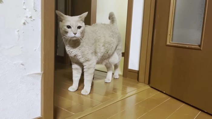 ドアの前の茶色猫