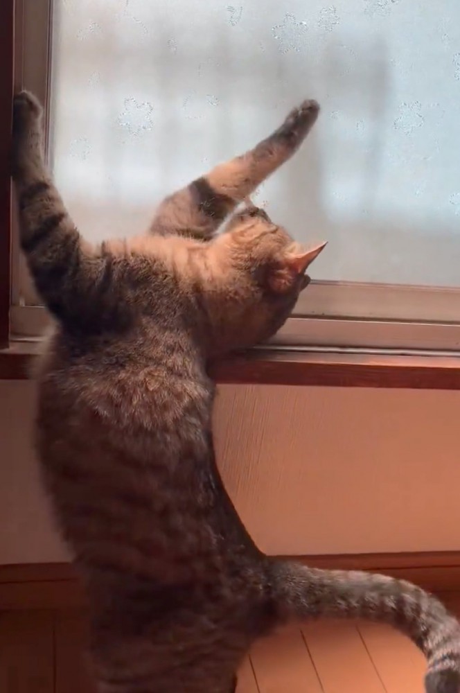 伸びのまま姿勢を低くする猫