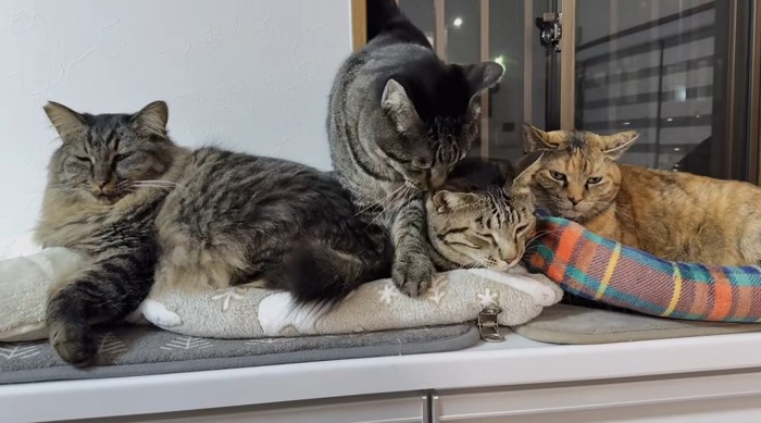 くつろいでいる猫の上に立っている猫