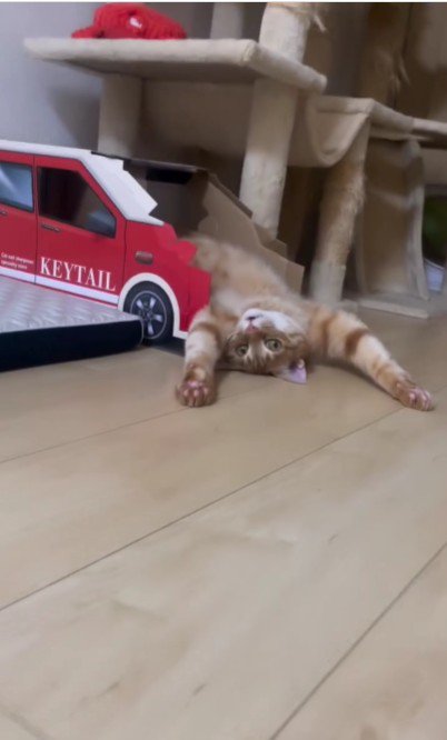 仰向けで寝ている猫