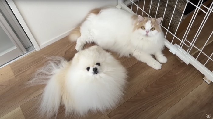 飼い主を見上げる猫と犬