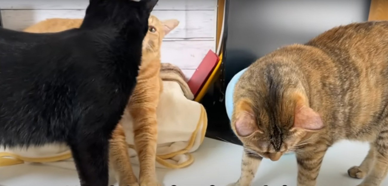 毛づくろいをする猫