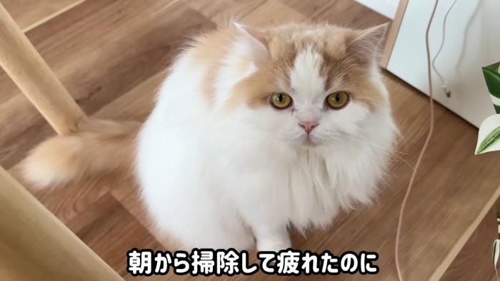 見つめてくるレモンくん