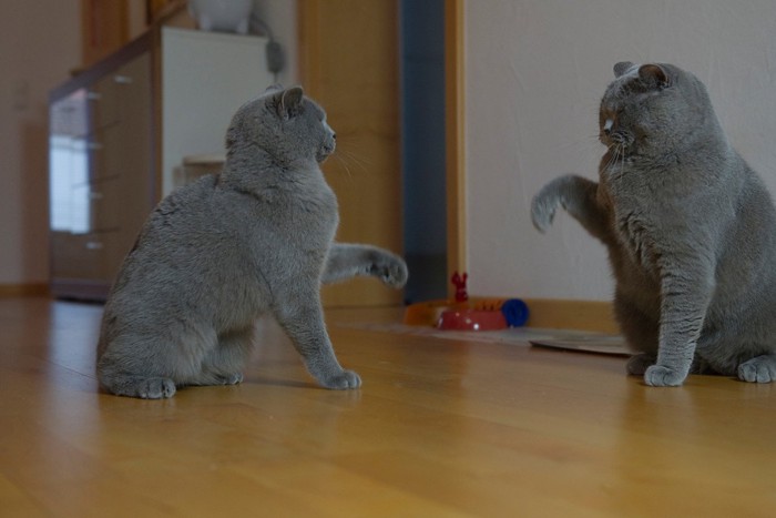 向かい合う2匹のグレーの猫