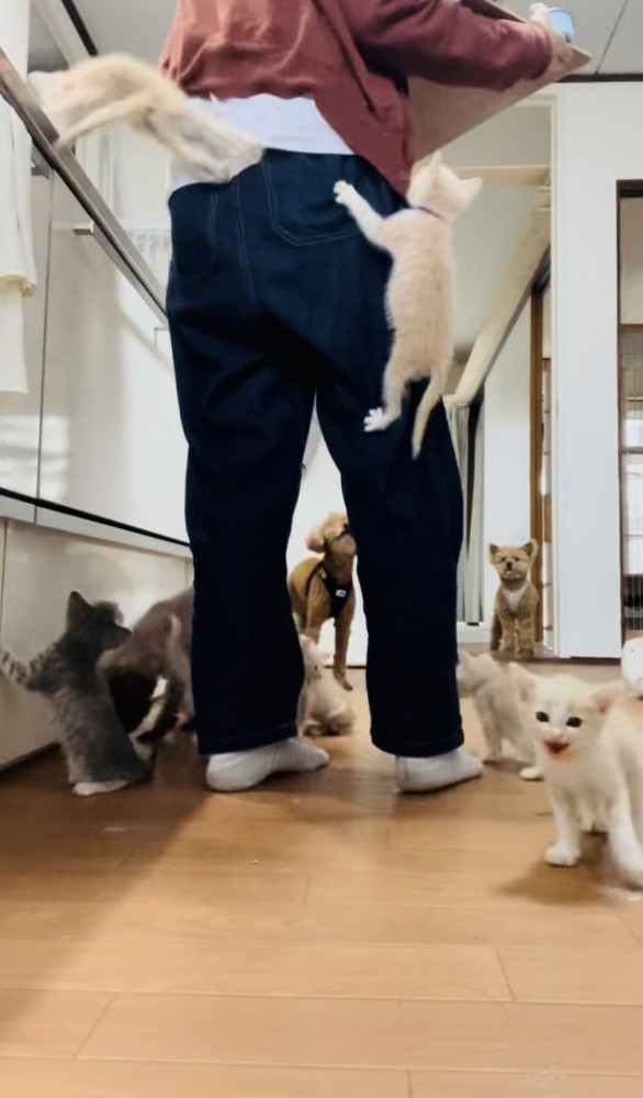 投稿主さんのごはんの準備が待ちきれず騒ぐ子猫たち