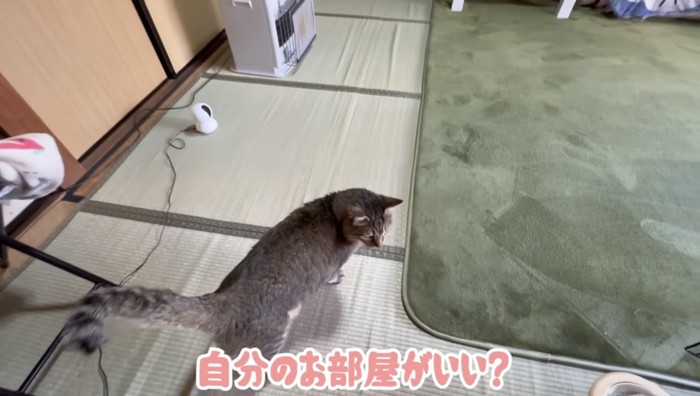 和室に入る猫