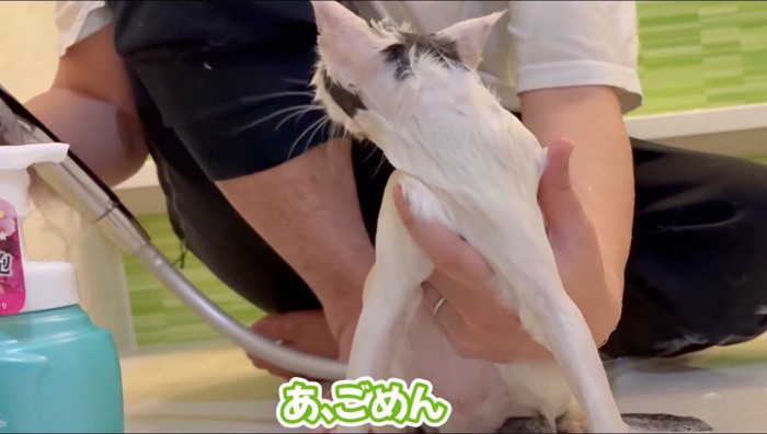 男性を見上げるぶち猫