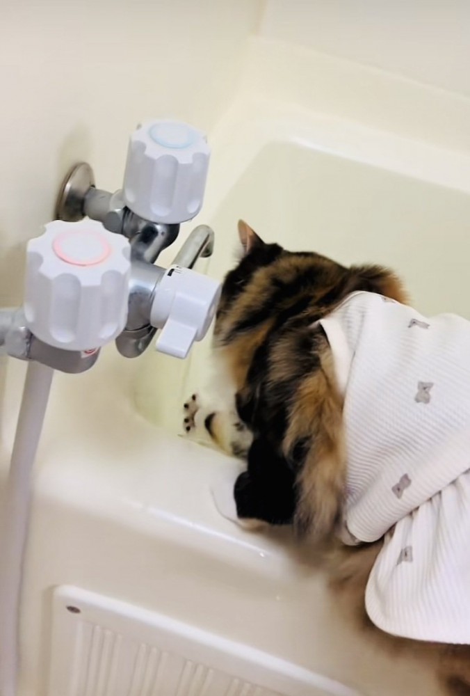 バスタブに乗って蛇口から出るお湯に触る三毛猫
