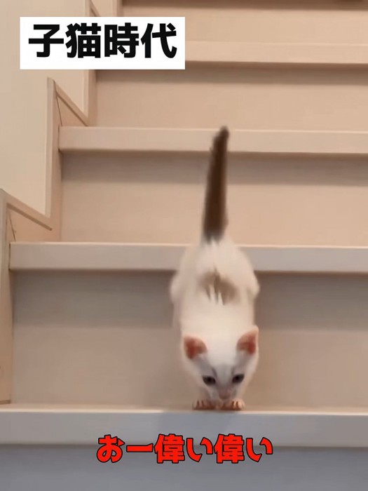 階段をおりる子猫
