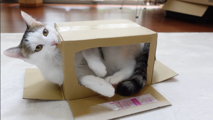 かじるみりちゃん