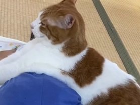 子供の上に乗る猫（猫横顔アップ）