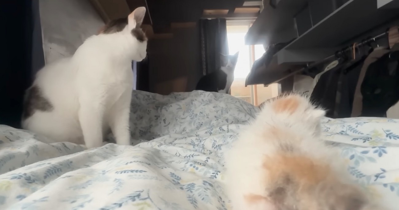 遠くから見守る猫