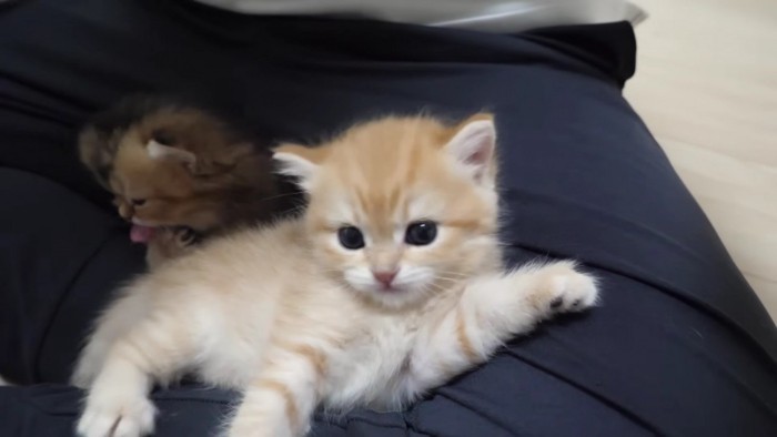 飼い主さんの膝でリラックスする2匹