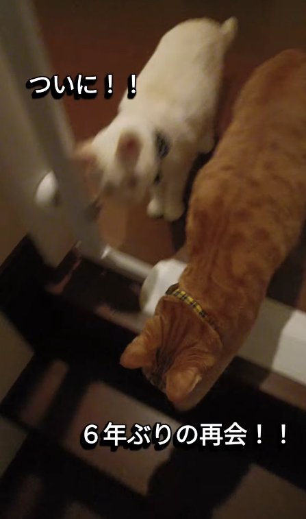 階段を降りようとしている猫