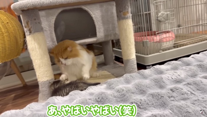 お父さんが助ける様子