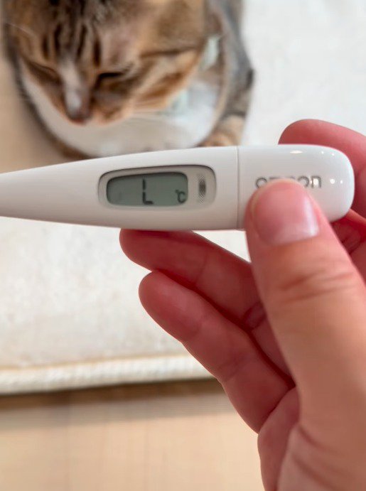 体温計を持つ飼い主