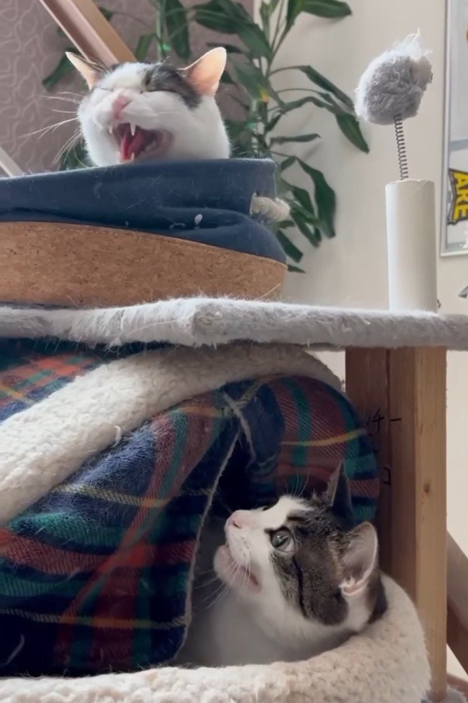 威嚇する猫の方を見ている猫