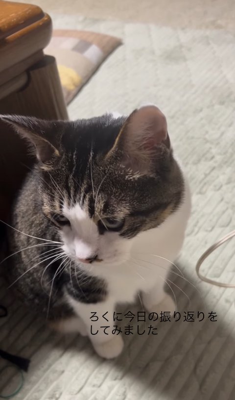 テーブルのそばでお座りをして頭をやや浅く下げている猫