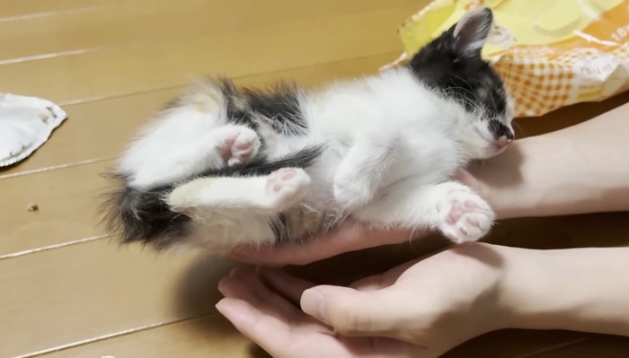 片手に乗った三毛ちゃん