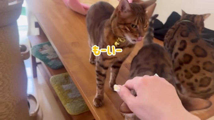 1匹の以外の2匹の猫は後ろ向き