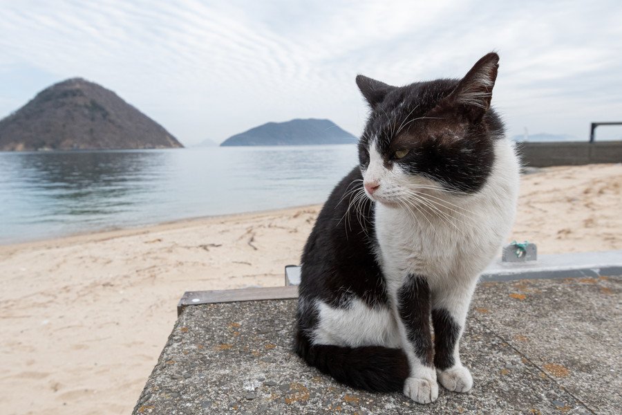 堤防にたたずむ白黒猫