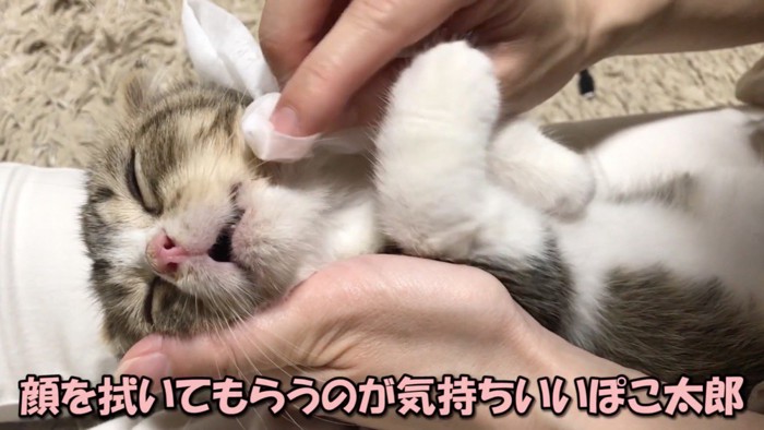 顔を布で拭かれて目を細める子猫